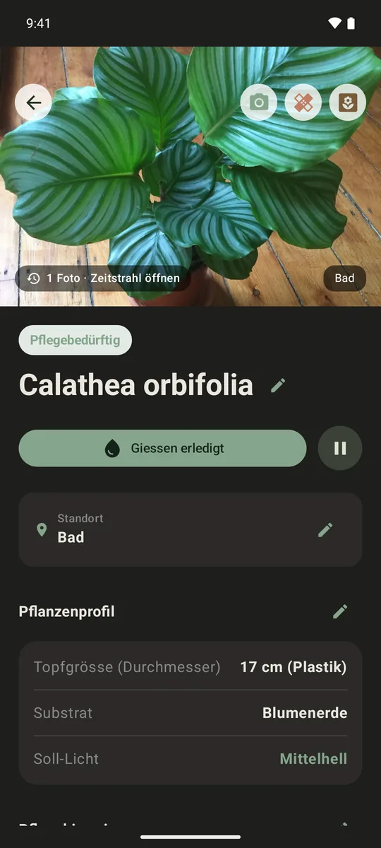 Pflanzenprofil einer Calathea orbifolia im Bad: grosses Foto, Status pflegebedürftig, Knopf Giessen erledigt, Topf 17 cm Plastik, Blumenerde, Soll-Licht mittelhell.