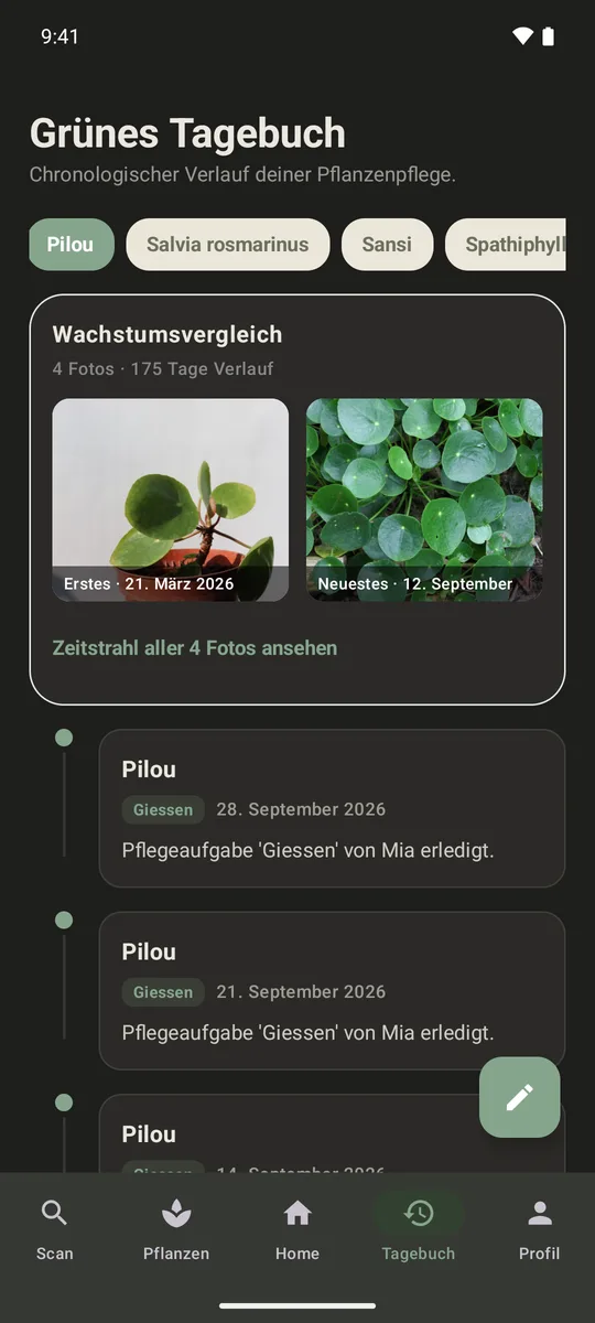 Tagebuch einer Ufopflanze: Wachstumsvergleich mit dem ersten Foto vom 21. März und dem neuesten vom 12. September, darunter die Giessungen.